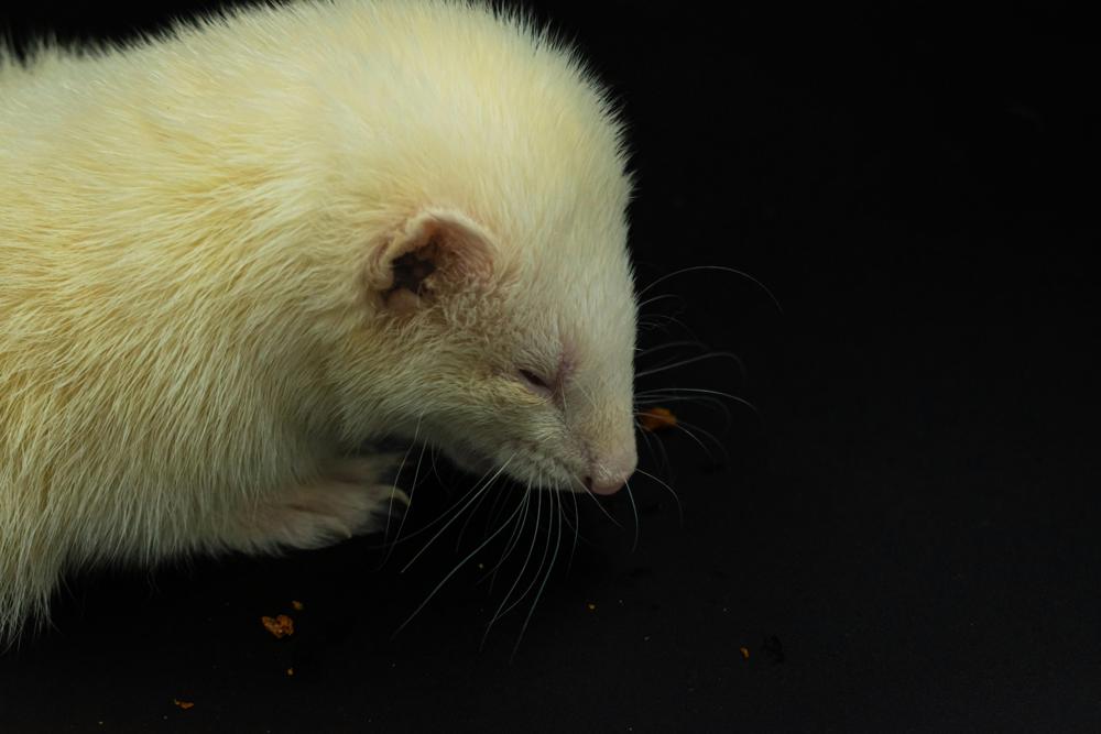 ferret care