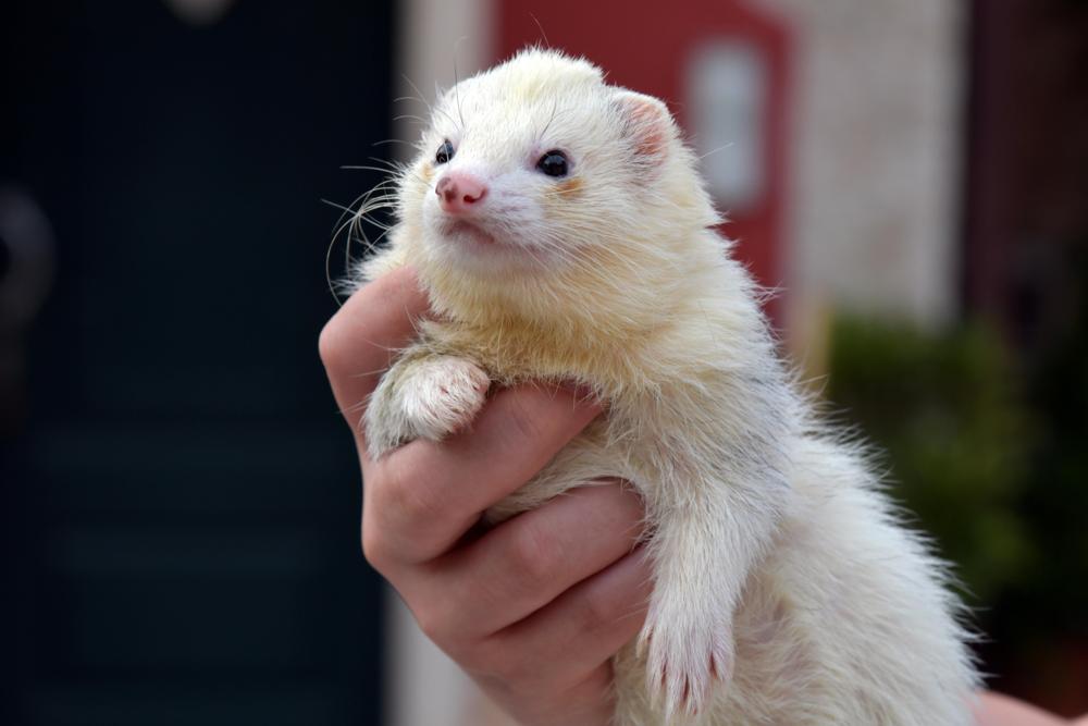ferret care