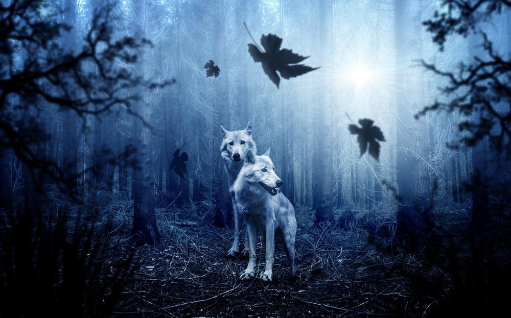 forest wolves