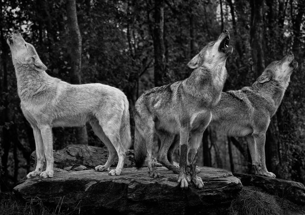 forest wolves