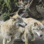 Jakie imię dla psa wybrać, by podkreślić jego osobowość?