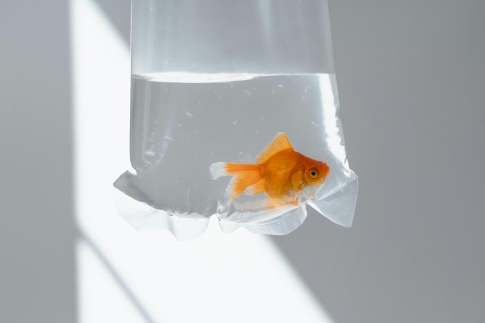 freshwater aquarium