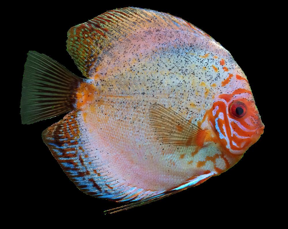 freshwater aquarium
