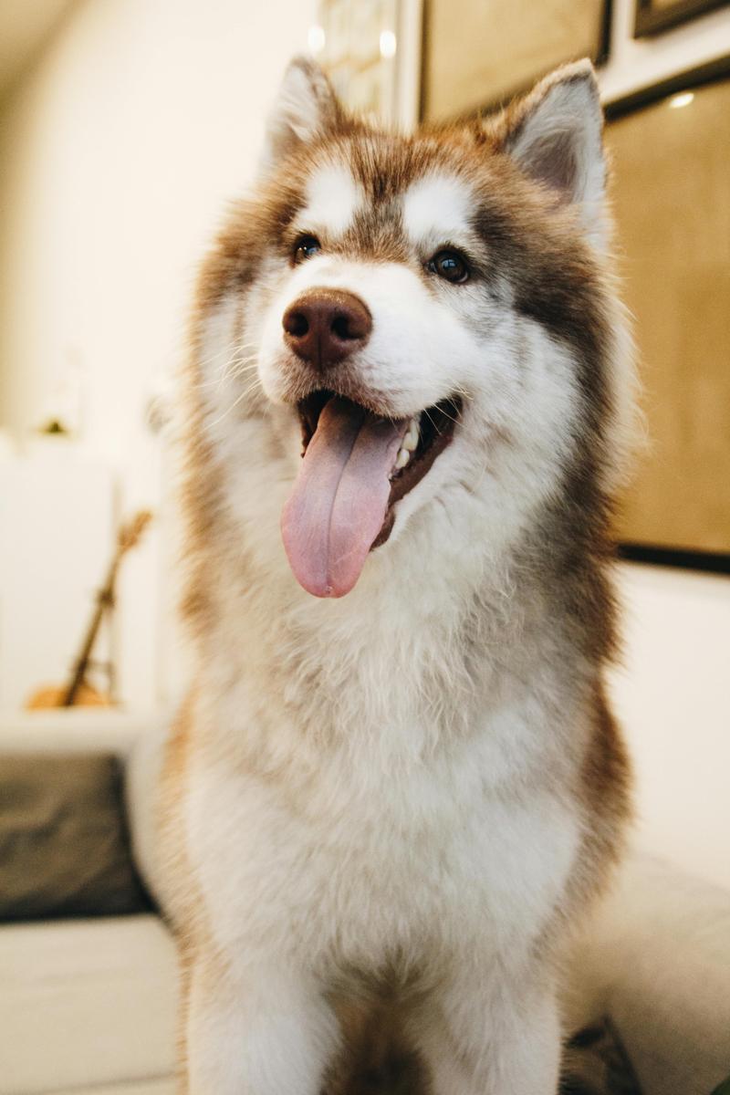 happy dog