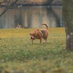 Gdzie są wilki w Polsce i jak wpływają na ekosystem?