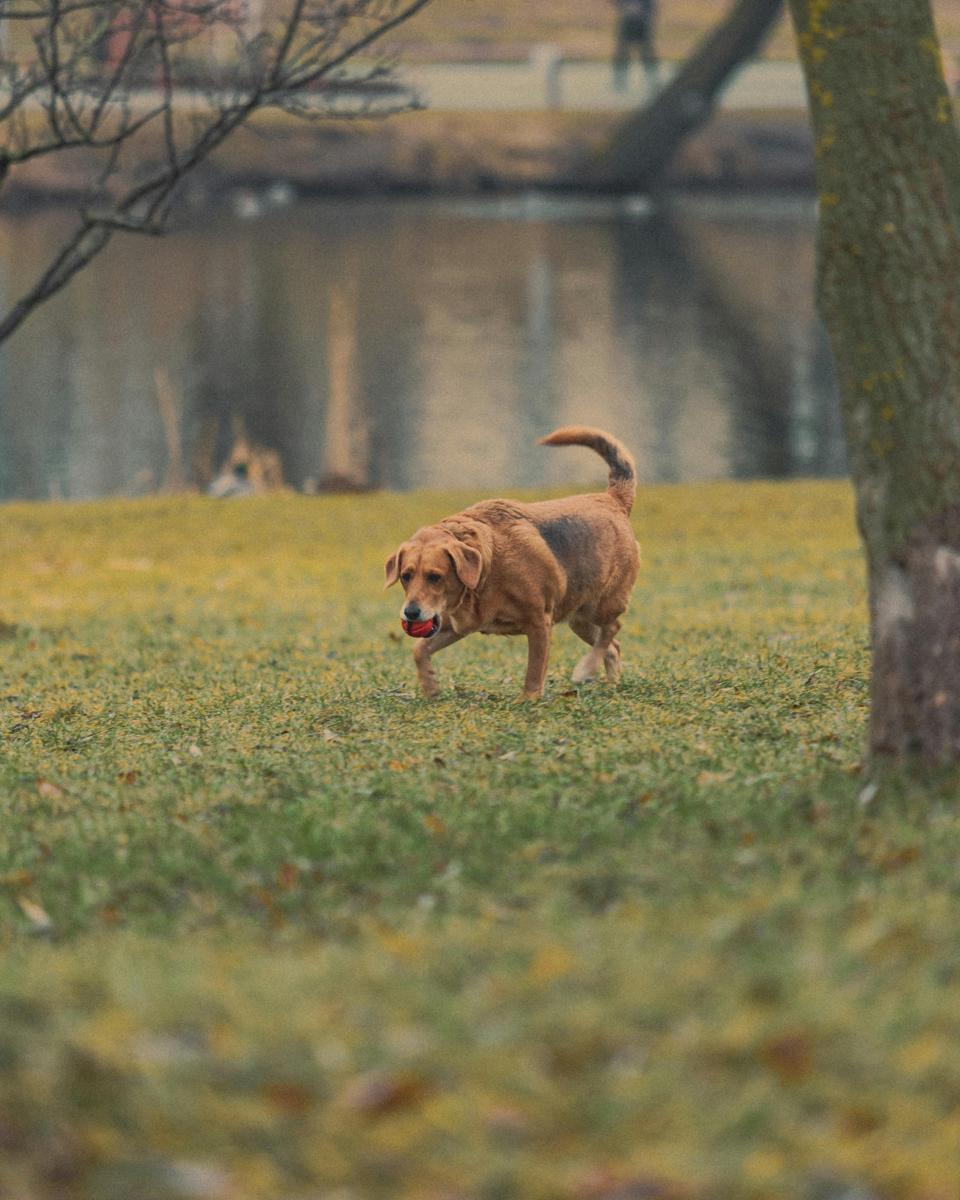 happy dog