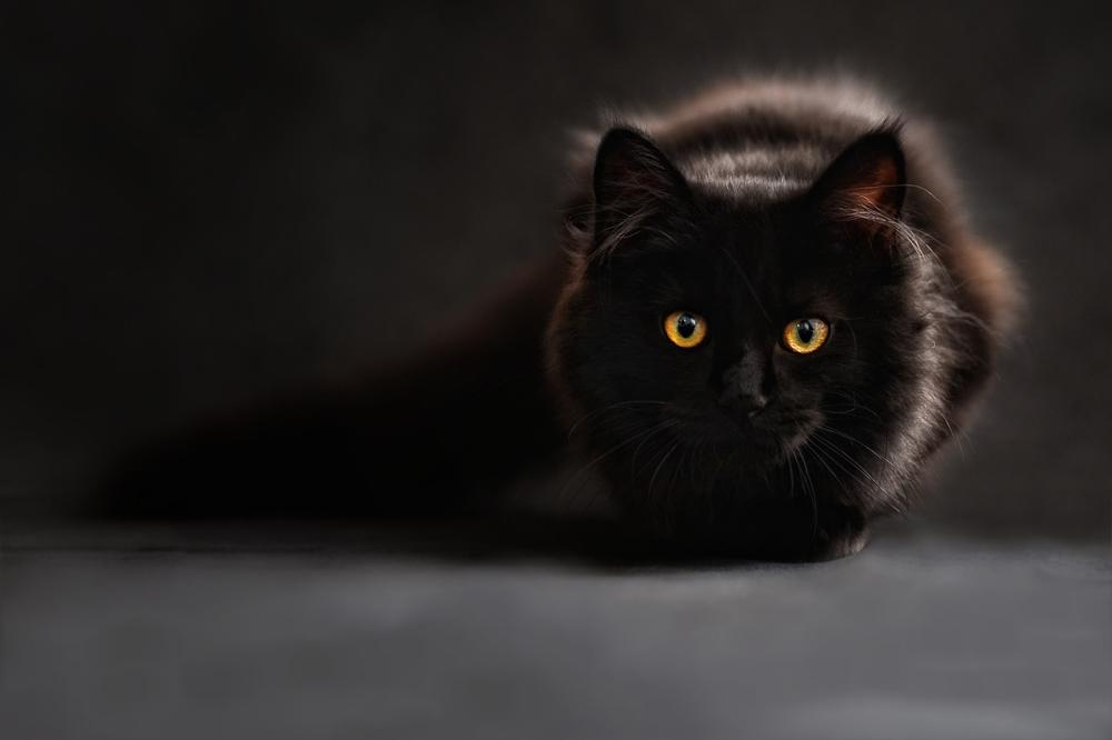 healthy cat
