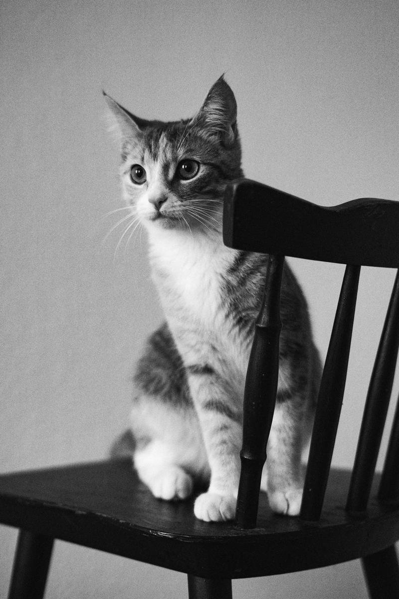 healthy cat