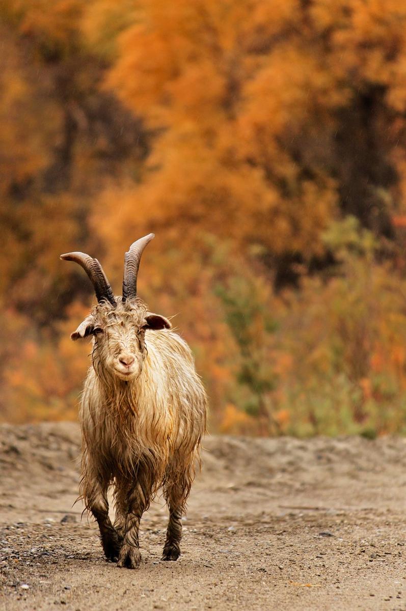 healthy goat