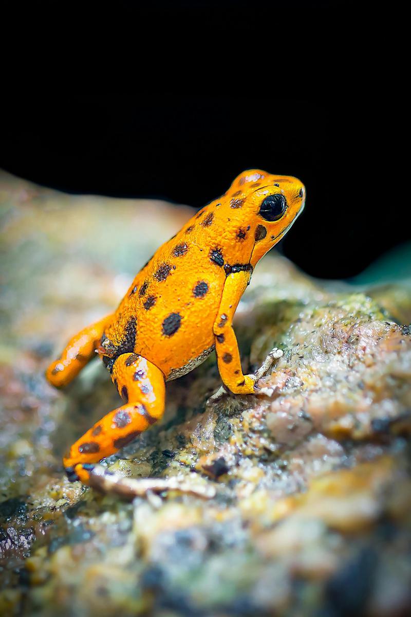 hibernating frog
