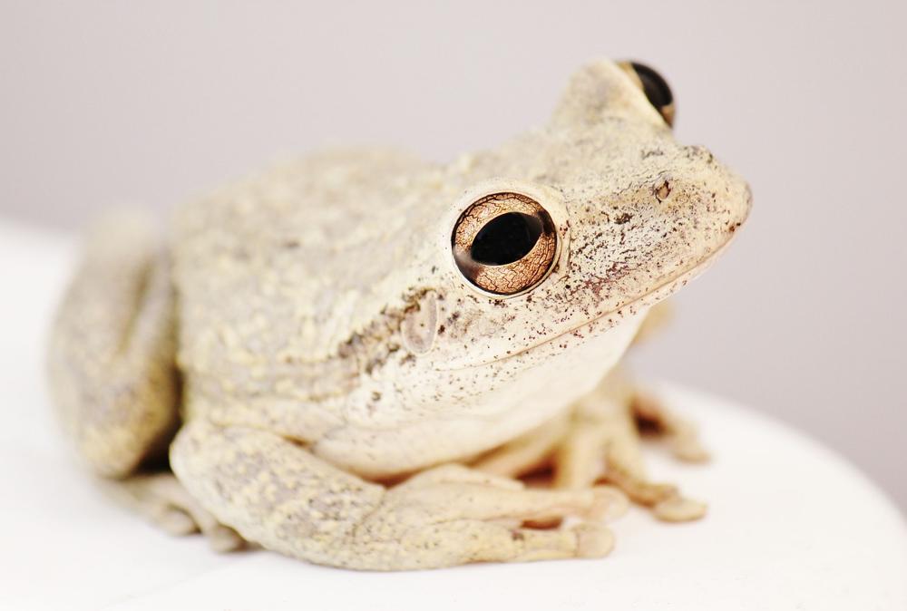 hibernating frog
