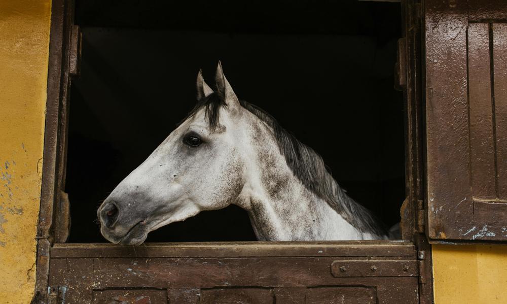 horse stable