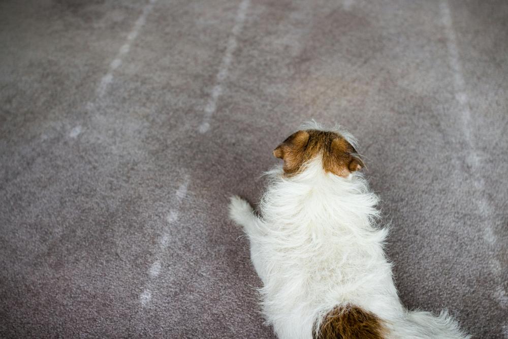 household pets