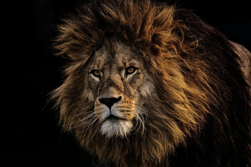 lion comparison
