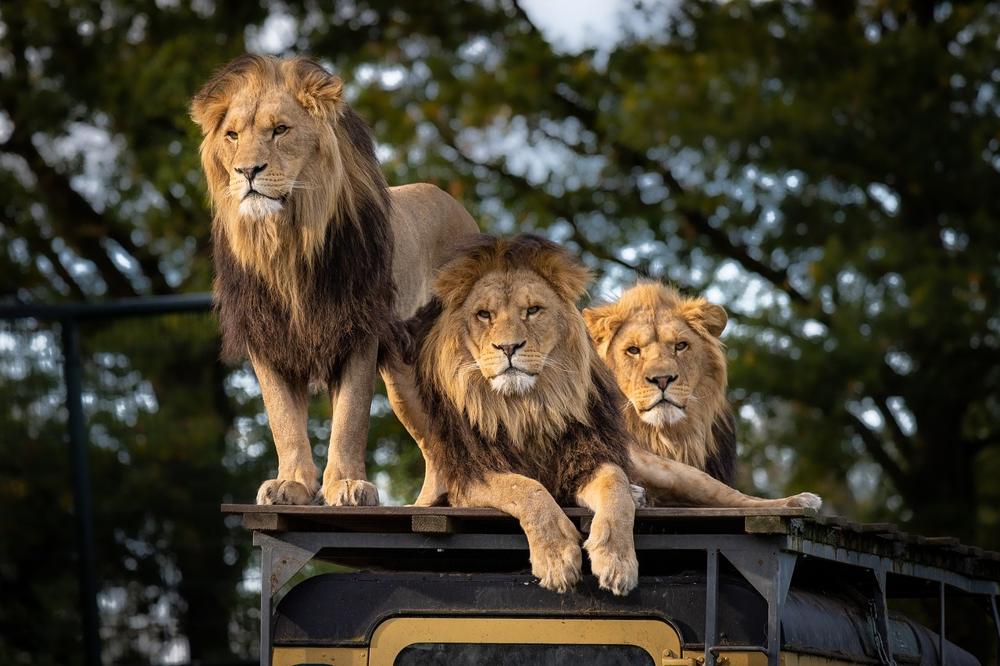 lion comparison