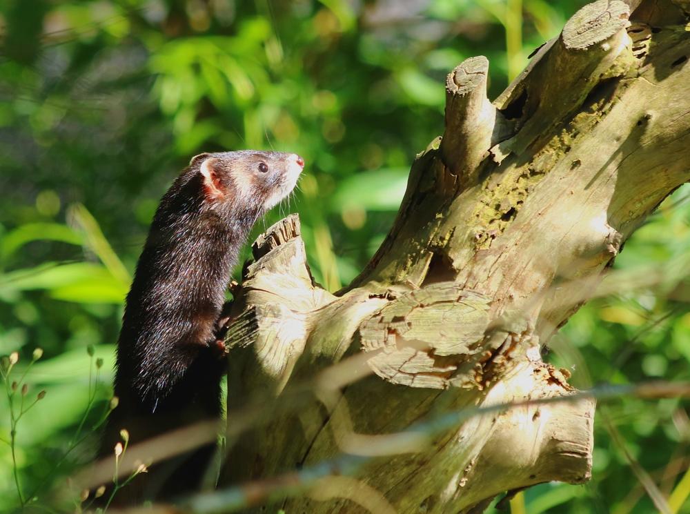 marten comparison