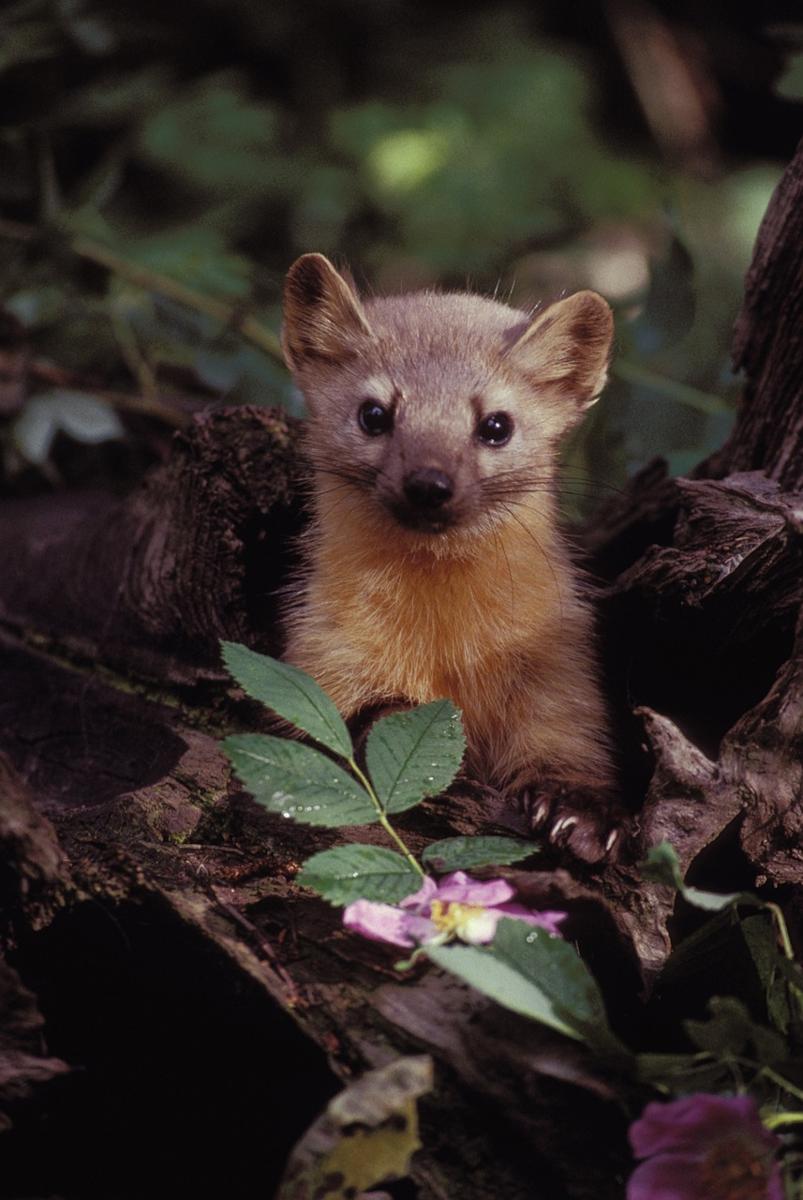 marten comparison