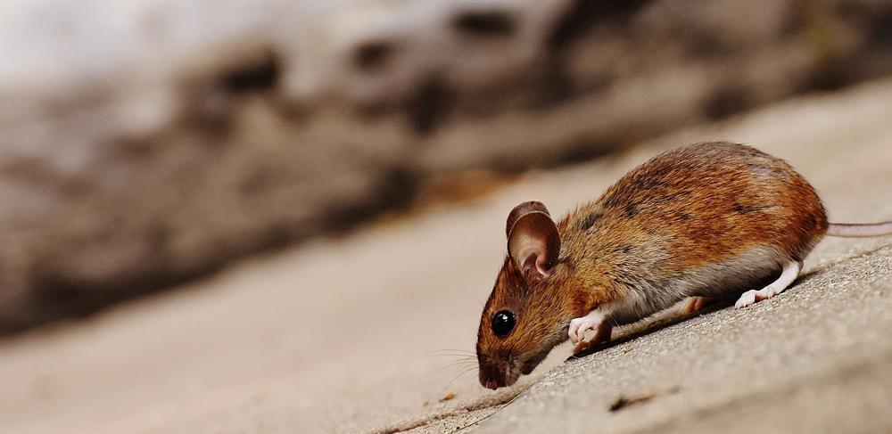 mouse species