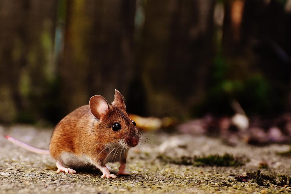 mouse species