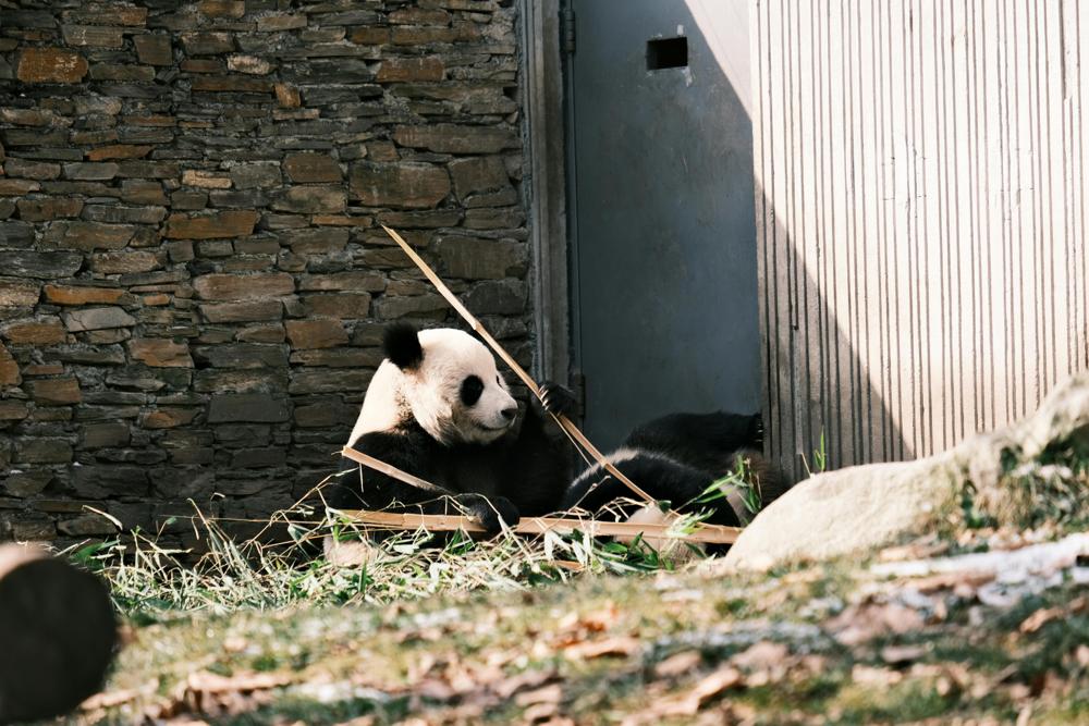 panda eating