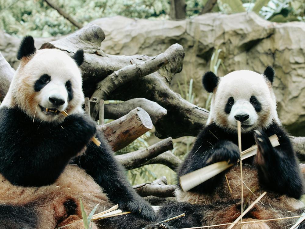 panda eating