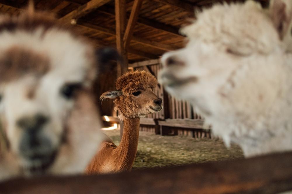 playful alpacas