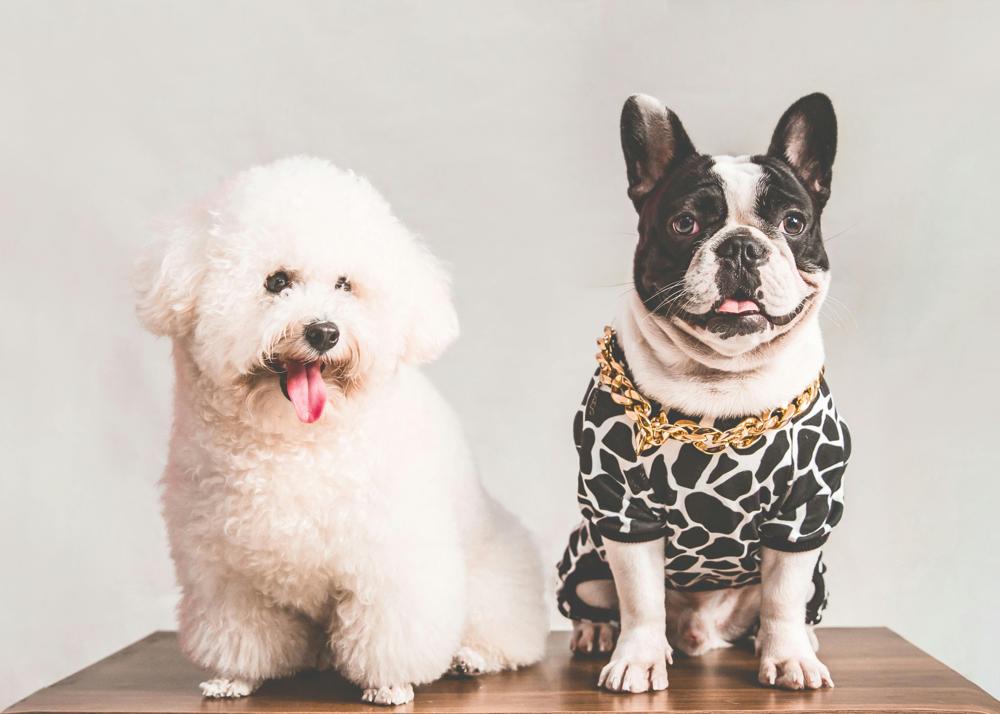 small dog breeds