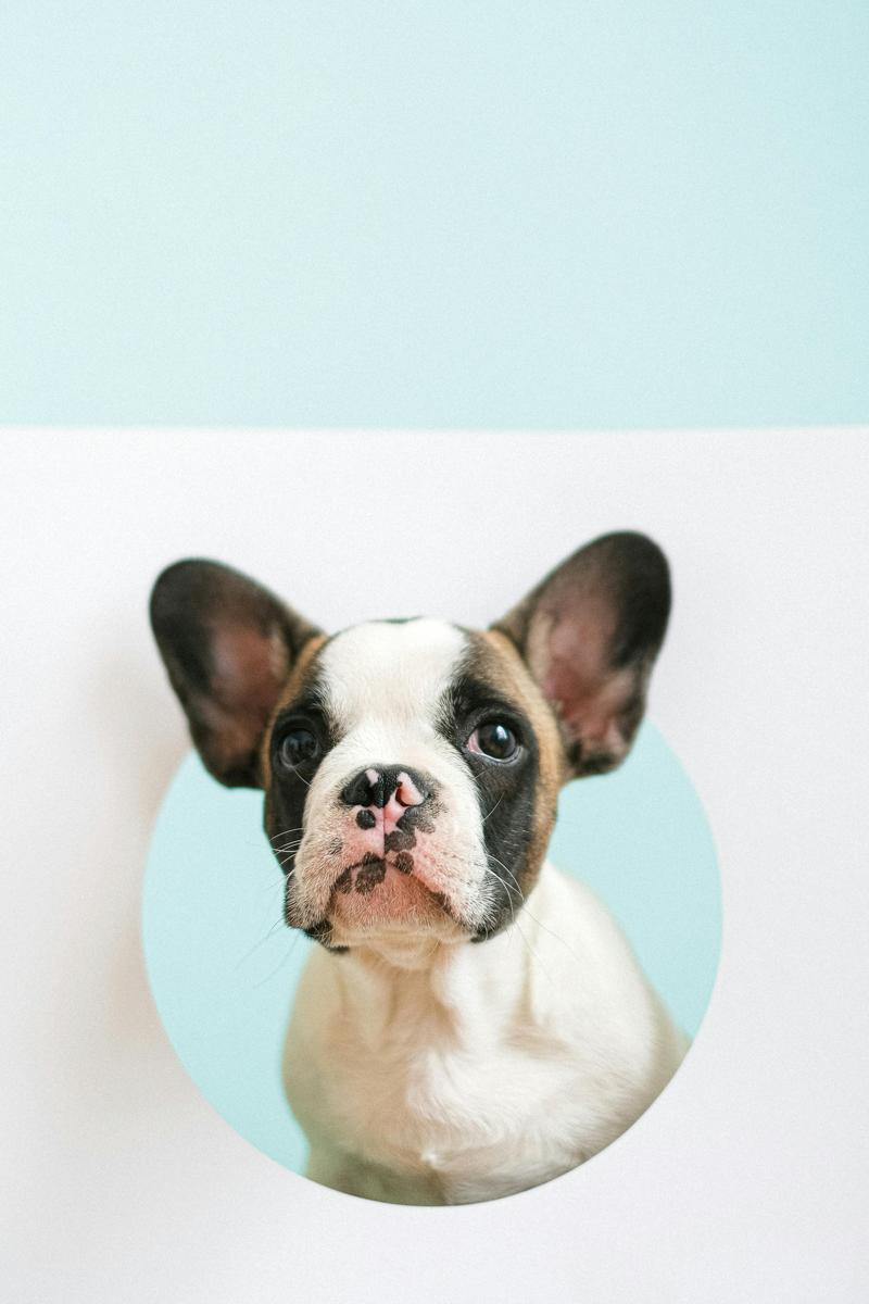 small dog breeds