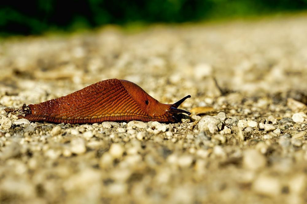 snail habitat