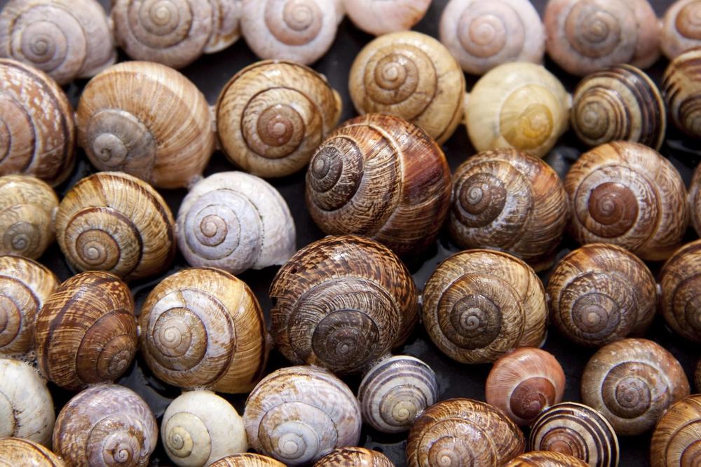 snail habitat