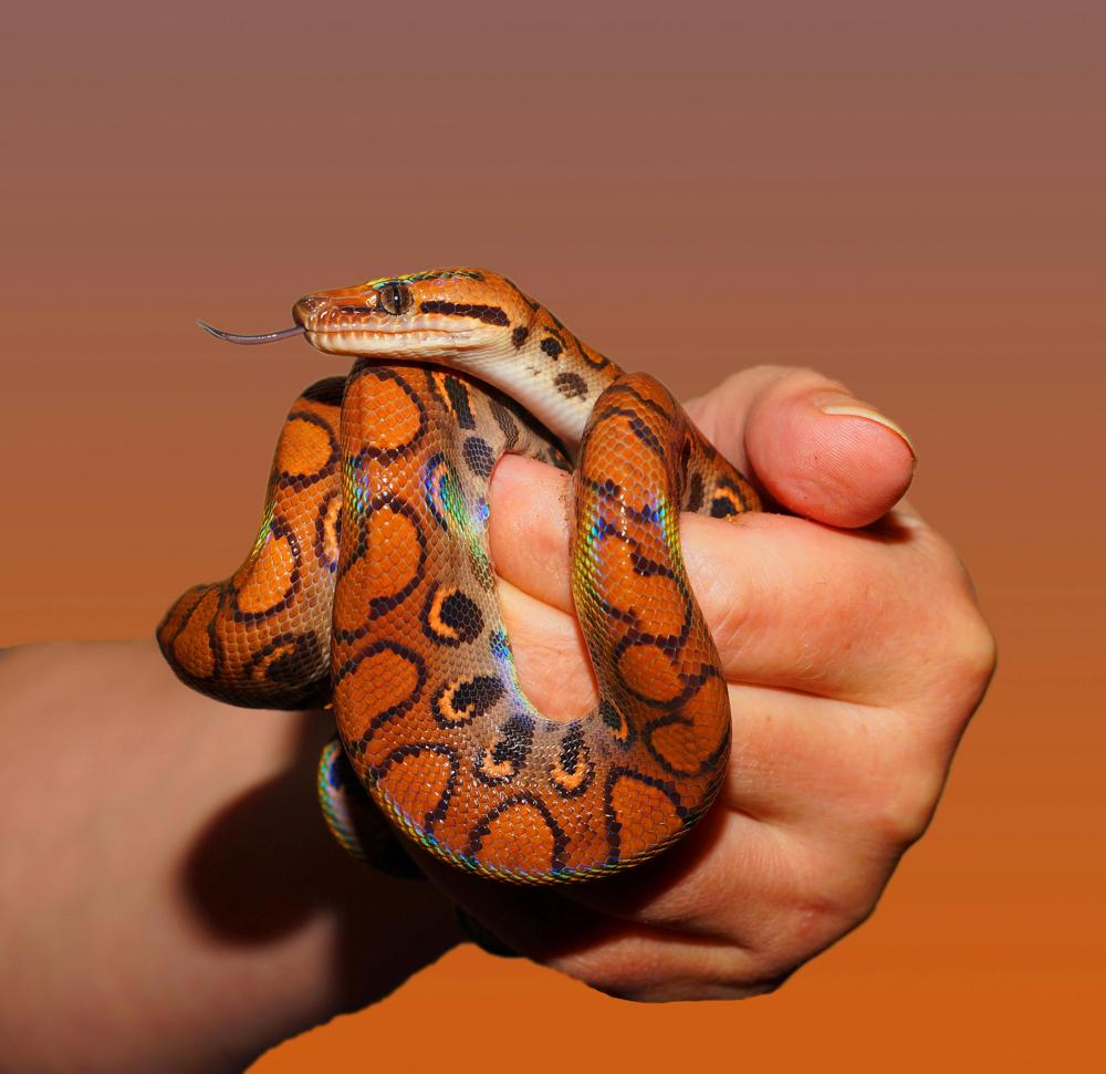 snake diet