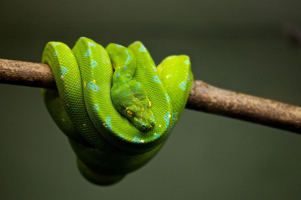 snake diet