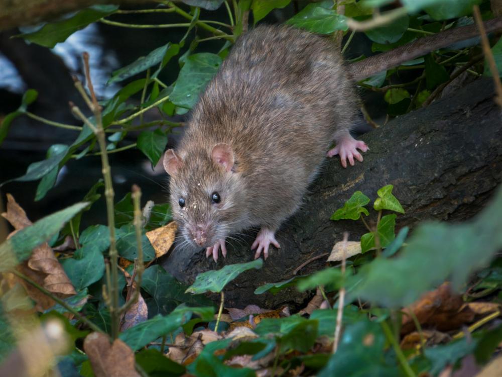 urban rat