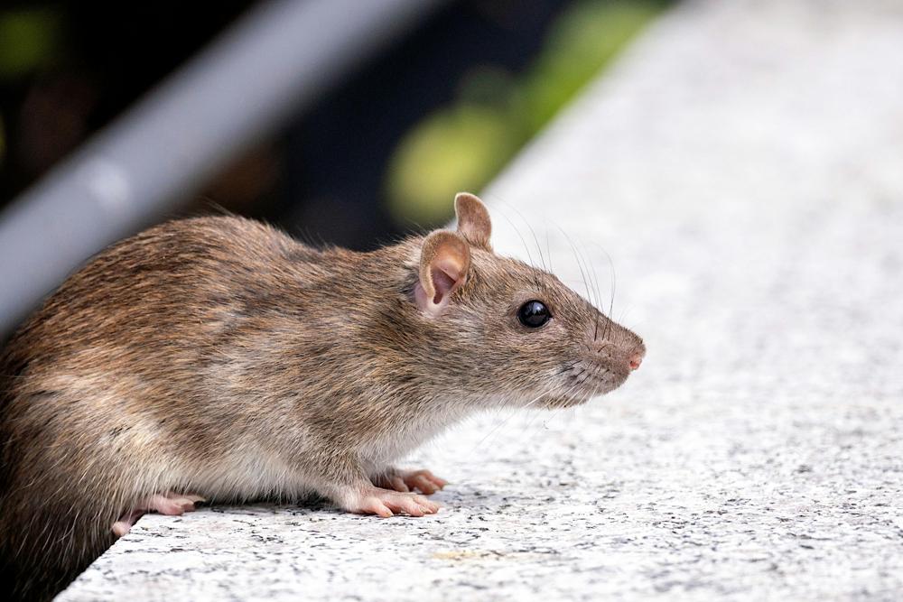 urban rat