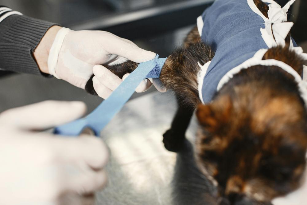 veterinarian cat